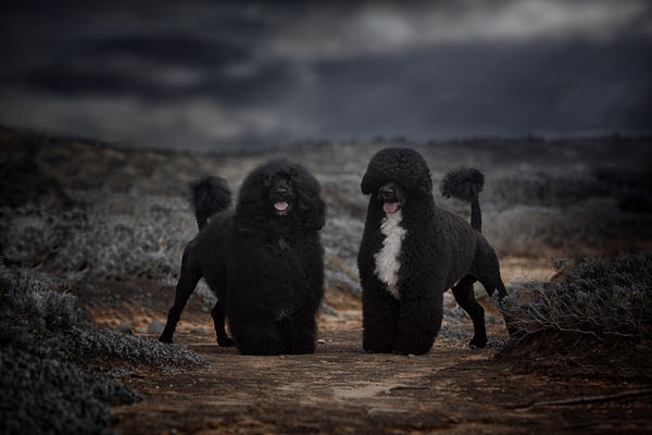 Photograph Alexandre Marques Oceano And Juliao on One Eyeland