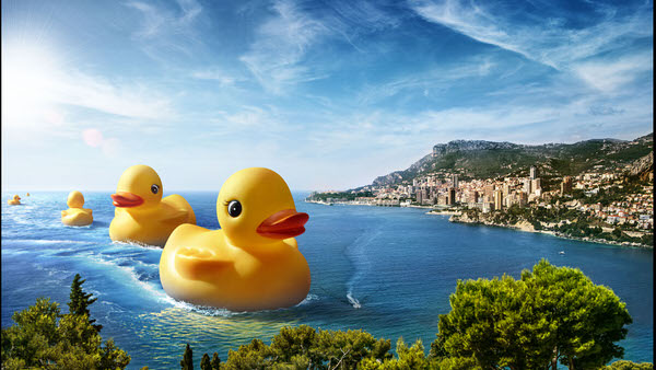 Photograph Luzzitelli Danieli Ducks on One Eyeland