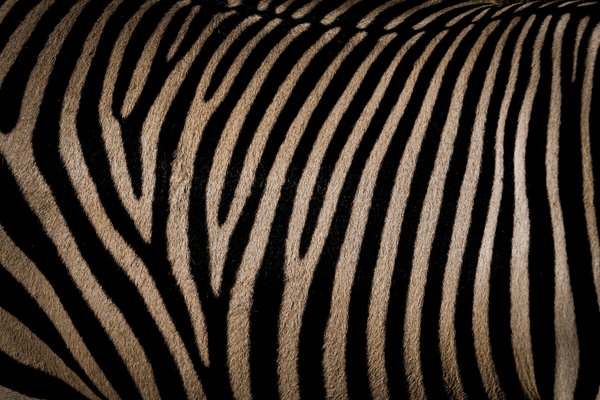 Photograph Yoshitaka Aida A Zebra Pattern on One Eyeland