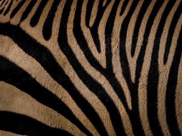 Photograph Yoshitaka Aida A Zebra Pattern on One Eyeland