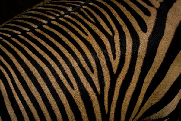 Photograph Yoshitaka Aida Zebra Pattern on One Eyeland