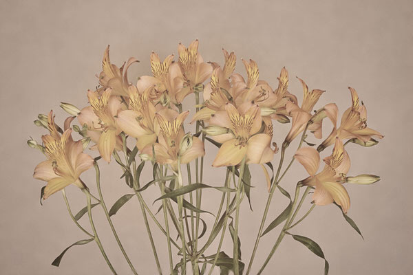 Photograph Naoya Nakagawa Flower on One Eyeland