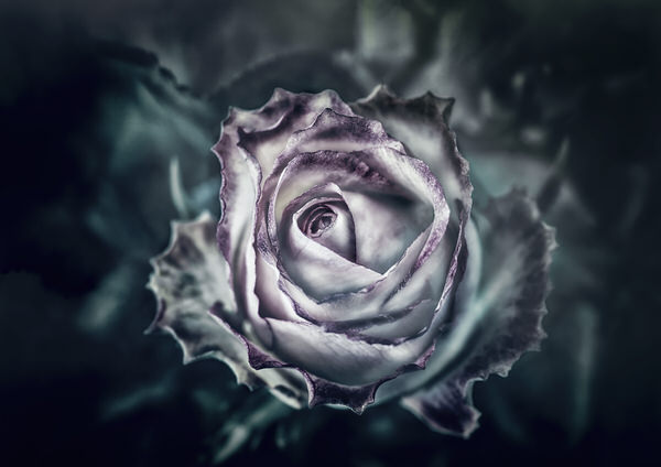 Photograph Antti Hallakorpi Rose on One Eyeland