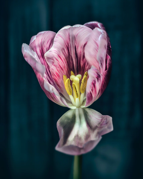Photograph Antti Hallakorpi Tulip on One Eyeland