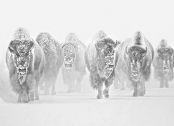 Photograph Panos Laskarakis Powerfull Army on One Eyeland