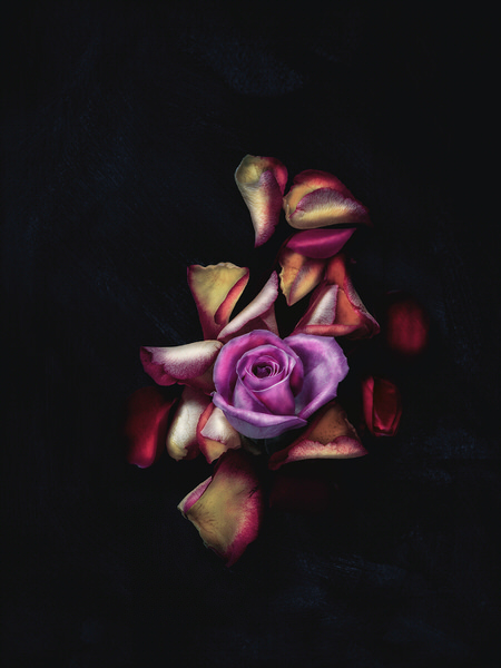 Photograph Antti Hallakorpi Rose And Petals Light Painting on One Eyeland