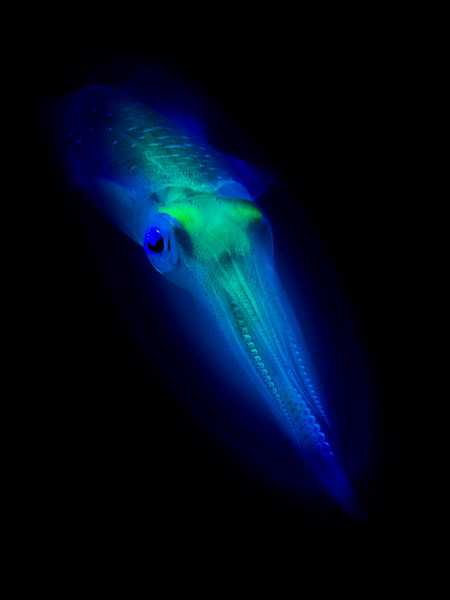 Photograph Yoshitaka Aida Squid on One Eyeland