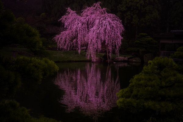 Photograph Yoshitaka Aida Weeping Cherry on One Eyeland