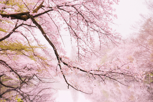 Photograph Masanaga Miyazato Untitled on One Eyeland