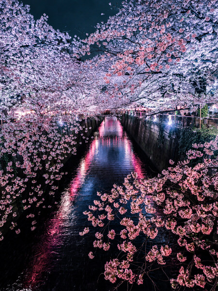 Photograph Yuki Yatsushima Meguro River on One Eyeland