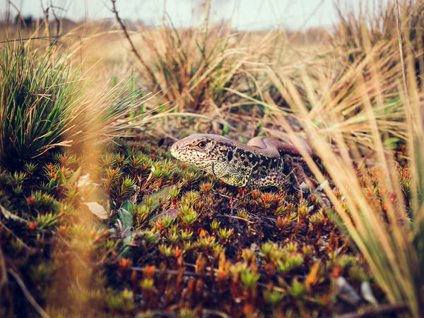 Photograph Sebastian Klejsa Sand Lizard on One Eyeland