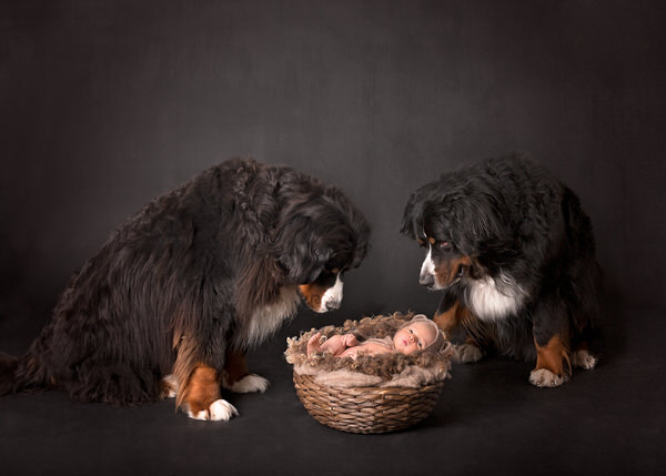 Photograph Piia Ylisalmi Furry Guardians on One Eyeland
