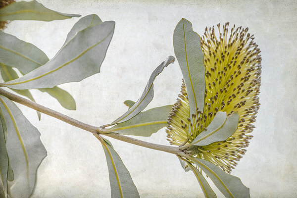Photograph Debbie Odonnell Banksia on One Eyeland