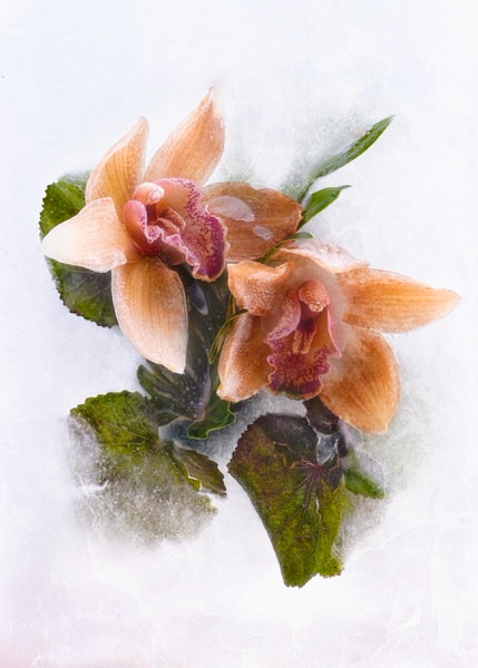 Photograph Michel Bochet Merand Ecrin De Glace Pour Belles Fanees on One Eyeland