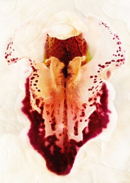 Photograph Michel Bochet Merand Floral Feminity on One Eyeland
