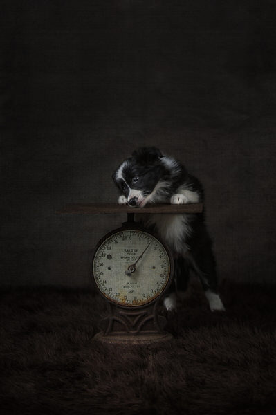 Photograph Detheo Photography Border Collie Puppy on One Eyeland