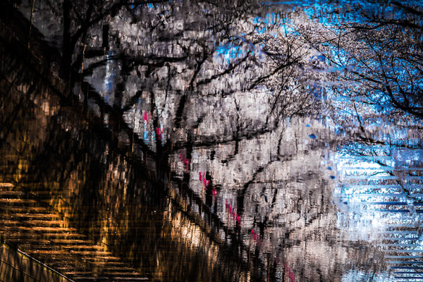 Photograph Daisuke Kiyota Cherry Blossoms on One Eyeland