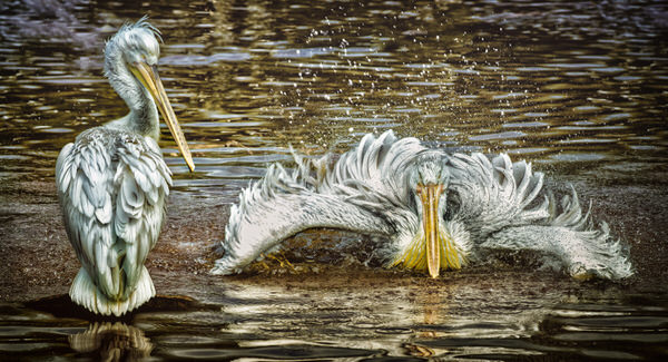 Photograph Vicki Lea Boulter Pelicans on One Eyeland