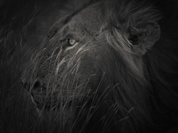 Photograph Antti Viitala Kruger Lion on One Eyeland