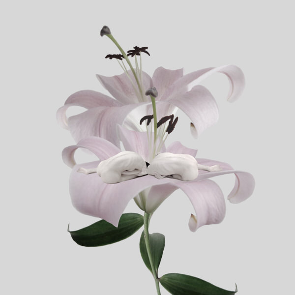 Photograph Sui Sawada Self Portrait Lily on One Eyeland