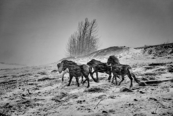 Photograph Johannes Frank Johannesson Storm Horses on One Eyeland