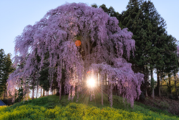 Photograph Yuki Yatsushima Weeping Cherry Tree on One Eyeland