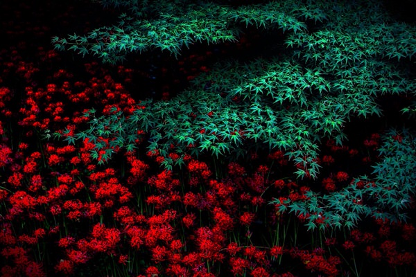 Photograph Nana Yaya Red And Green on One Eyeland