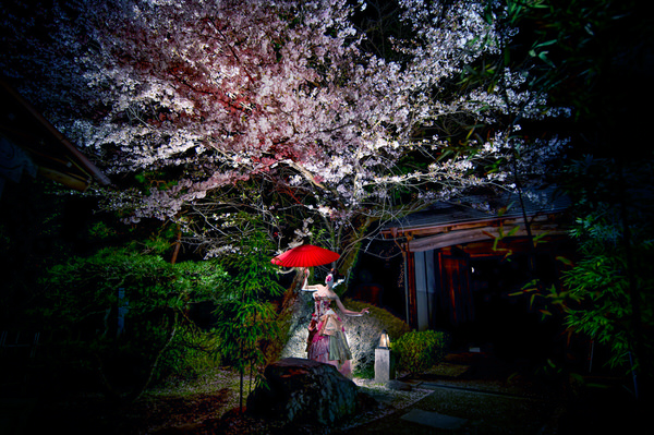 Photograph Haseo Hasegawa Sakura on One Eyeland