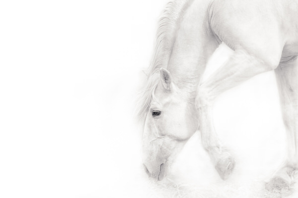 Photograph Bev Pettit Breathless on One Eyeland