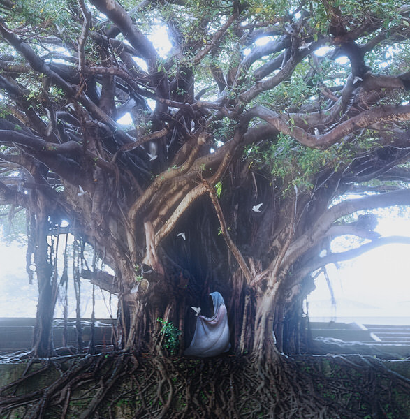 Photograph Yuuzu Yuuzu Sacred Tree on One Eyeland