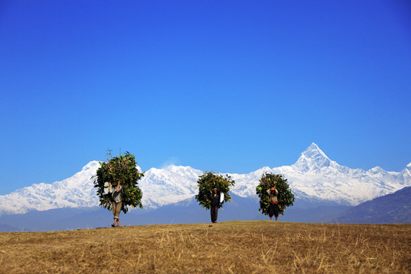 Photograph Sooraz Shrestha Green Grass For Their Domestic Animals on One Eyeland