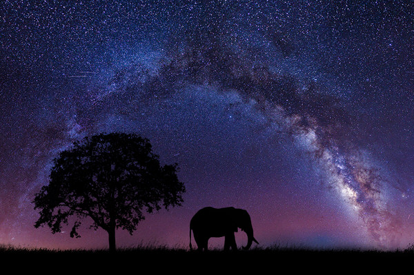 Photograph Riya Sharma Majestic Elephant on One Eyeland