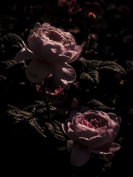 Photograph Nana Yaya Rose on One Eyeland