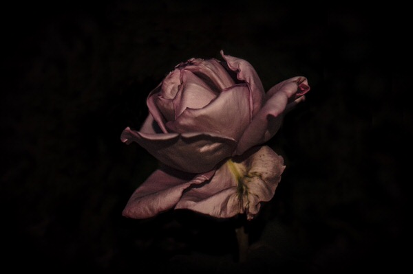 Photograph Nana Yaya Rose on One Eyeland