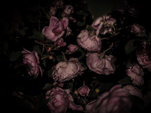 Photograph Nana Yaya Rose on One Eyeland