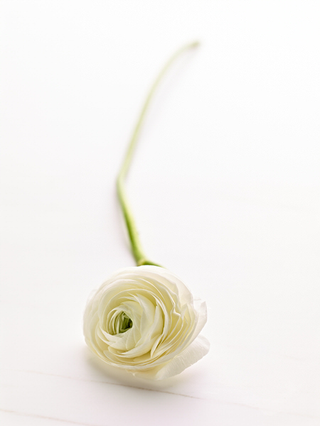 Photograph Robert Tardio Single Stem on One Eyeland