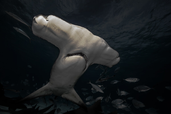 Photograph Lukas Charwat I Am A Hammerhead on One Eyeland