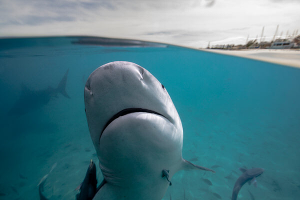 Photograph Lukas Charwat I Just Wanted To Say Hello on One Eyeland