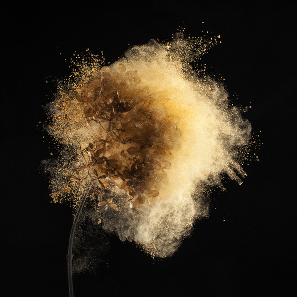 Photograph Robert Peek Flower Power on One Eyeland