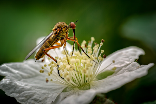 Photograph Rod Hill Empis Opaca_dagger Fly on One Eyeland