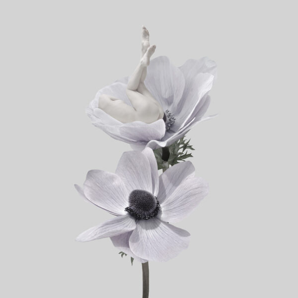 Photograph Sui Sawada Self Portrait Anemone Coronaria on One Eyeland