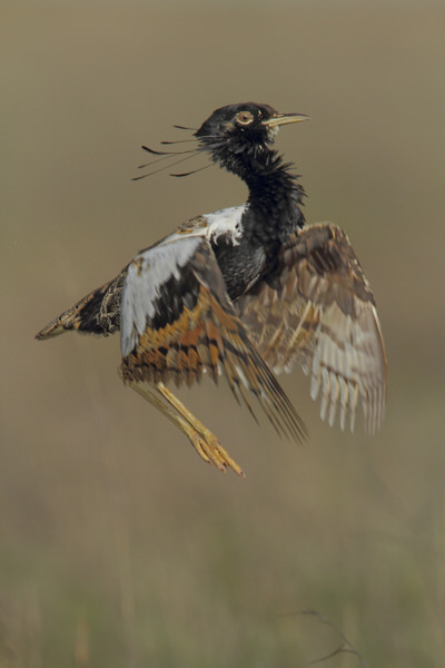 Photograph Ashok Chaudhary Beats Of Grassland on One Eyeland