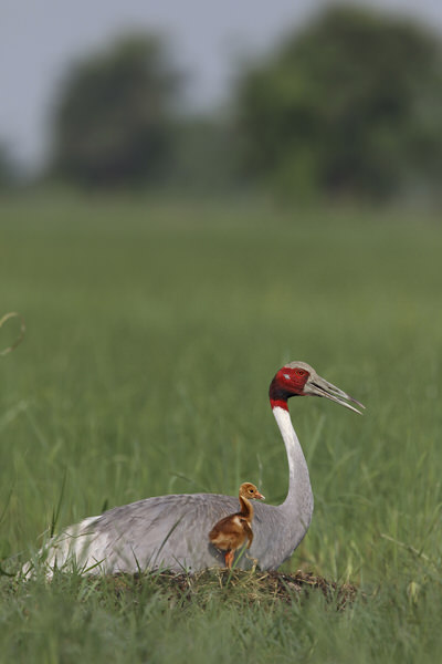 Photograph Ashok Chaudhary Sarus Crane on One Eyeland