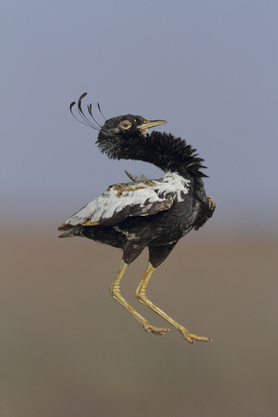 Photograph Ashok Chaudhary Beats Of Grassland on One Eyeland