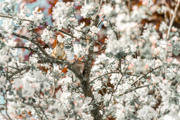 Photograph Petri Damsten Squirrel In An Apple Tree 1 on One Eyeland