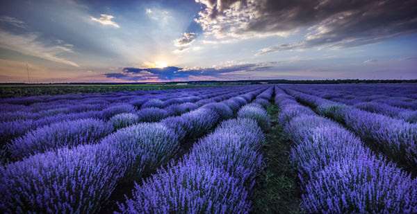 Photograph Diana Buzoianu Summer Fields on One Eyeland