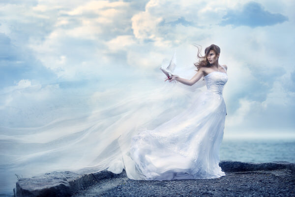 Photograph Heidi Jarvi Dove on One Eyeland