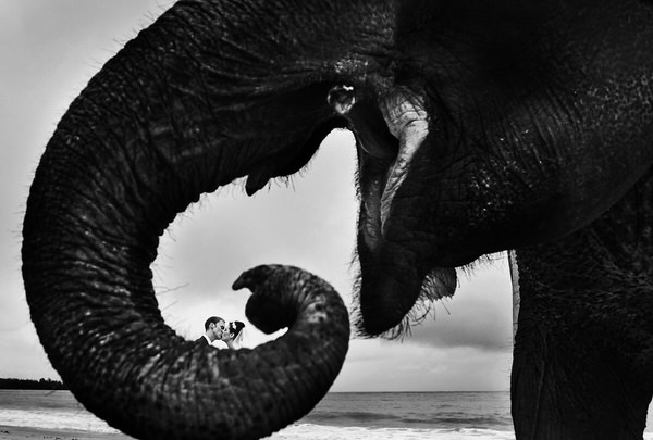 Photograph Aht Yomyai Elephants On Wedding In Thailand on One Eyeland