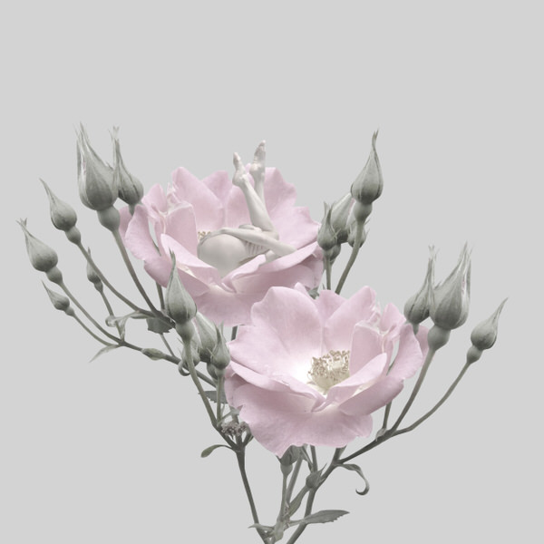 Photograph Sui Sawada Self Portrait Rose on One Eyeland