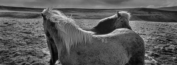 Photograph Antti Viitala Icelandic Horses on One Eyeland